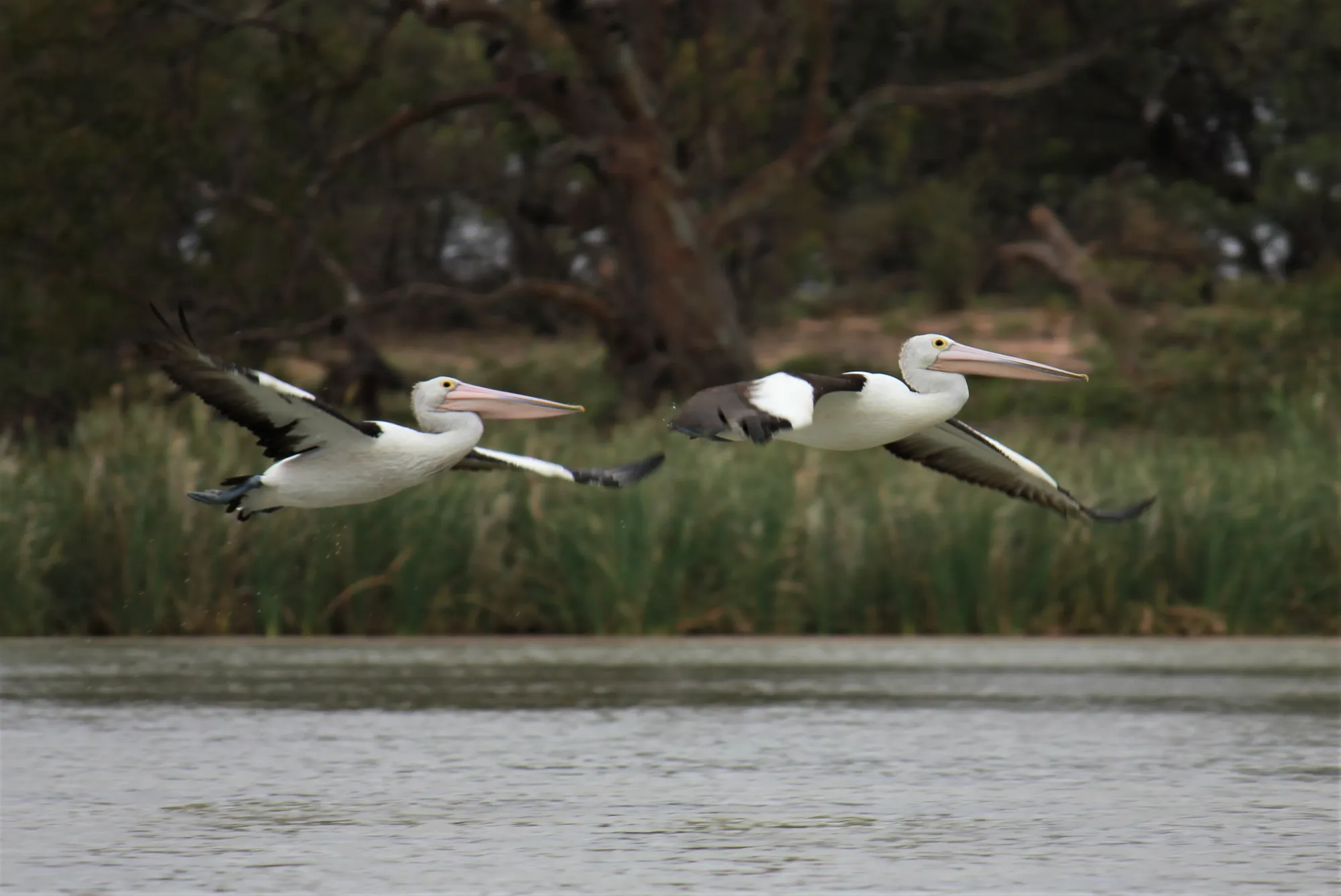 Pelicans gathering on the waters of Loch Luna. Photo courtesy: Lawrie Shem