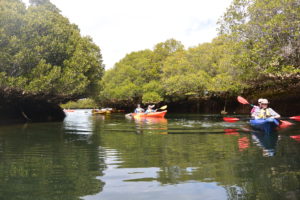 Mangrove explorers Paddling Trail South Australia